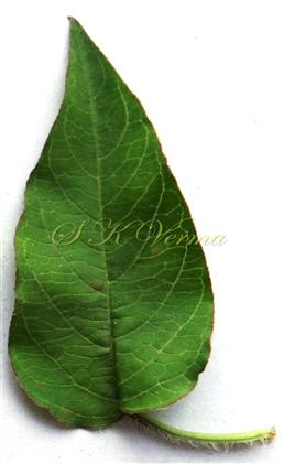  Leaf (Adaxial view)